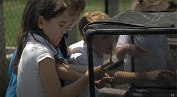 Children playing with butterflies